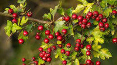 Hawthorne Berries Whole - EROS NECTAR