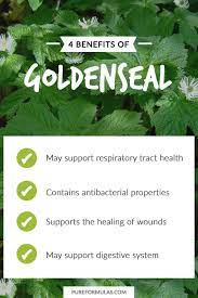 Goldenseal Herb Powder-4oz - EROS NECTAR